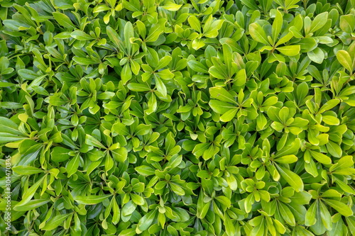 Background of bright green bush leaves in the garden (Pittosporum tobira)