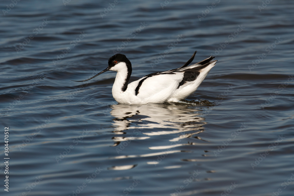 Avocette élégante, Recurvirostra avosetta, Pied Avocet