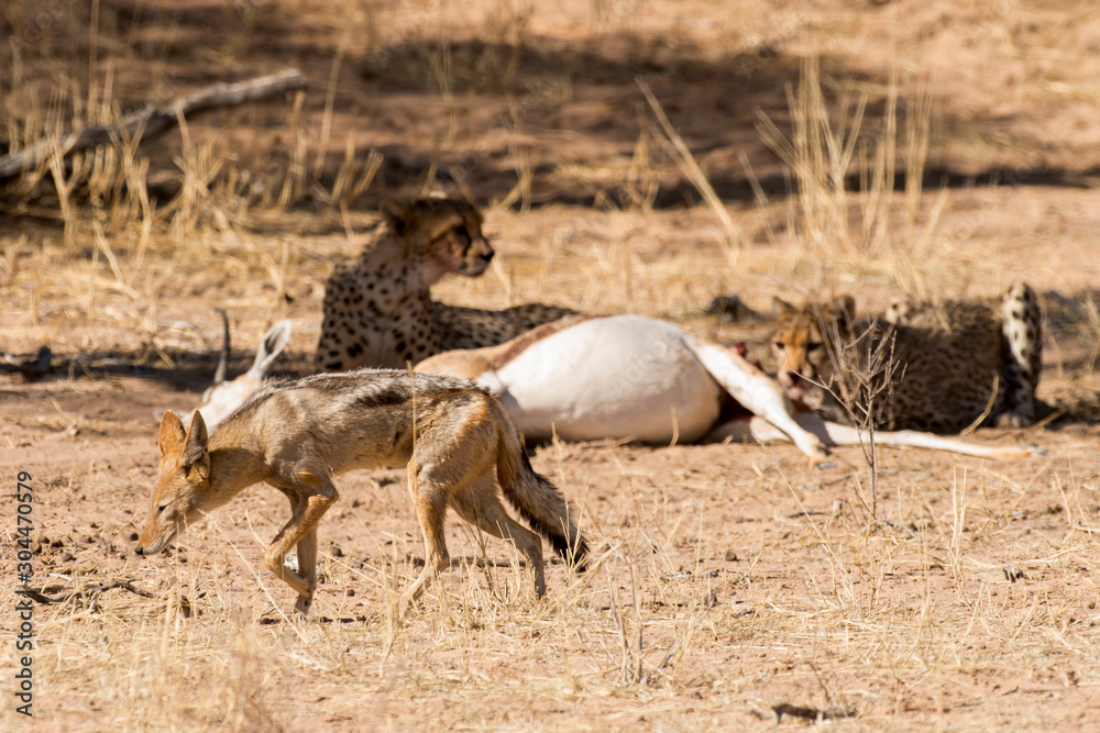 Chacal à chabraque, Canis mesomelas, Afrique Chacal à chabraque, Canis mesomelas, Afrique