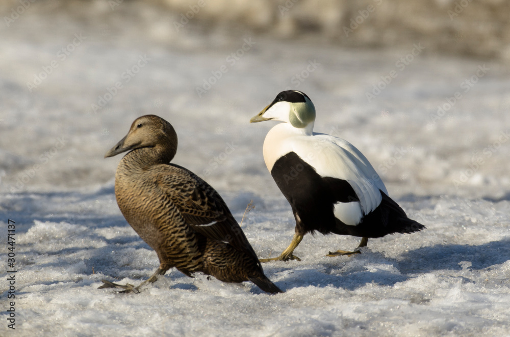 Eider à duvet, male, femelle, Somateria mollissima, Common Eider Eider à duvet, male, femelle, Somateria mollissima, Common Eider