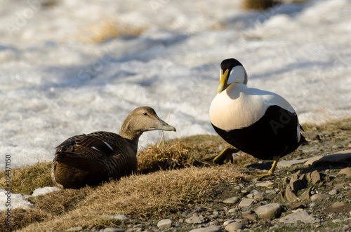 Eider à duvet, male, femelle, Somateria mollissima, Common Eider