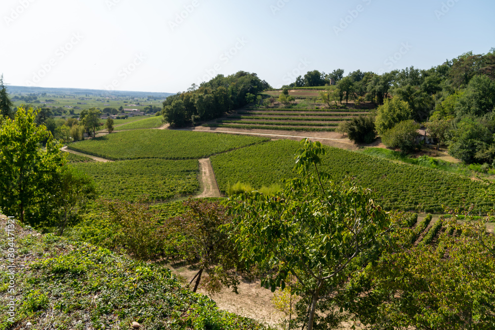 Vineyard at Saint-Emilion hill Bordeaux France