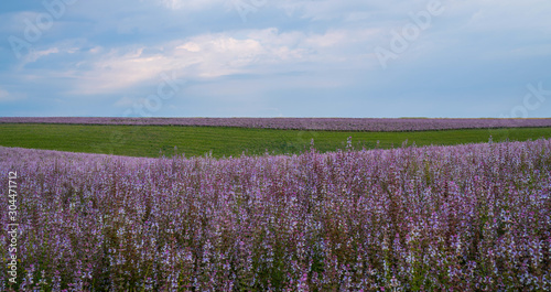 Clary sage field. Valensole, Provence, France. French sage field Nature flower background.