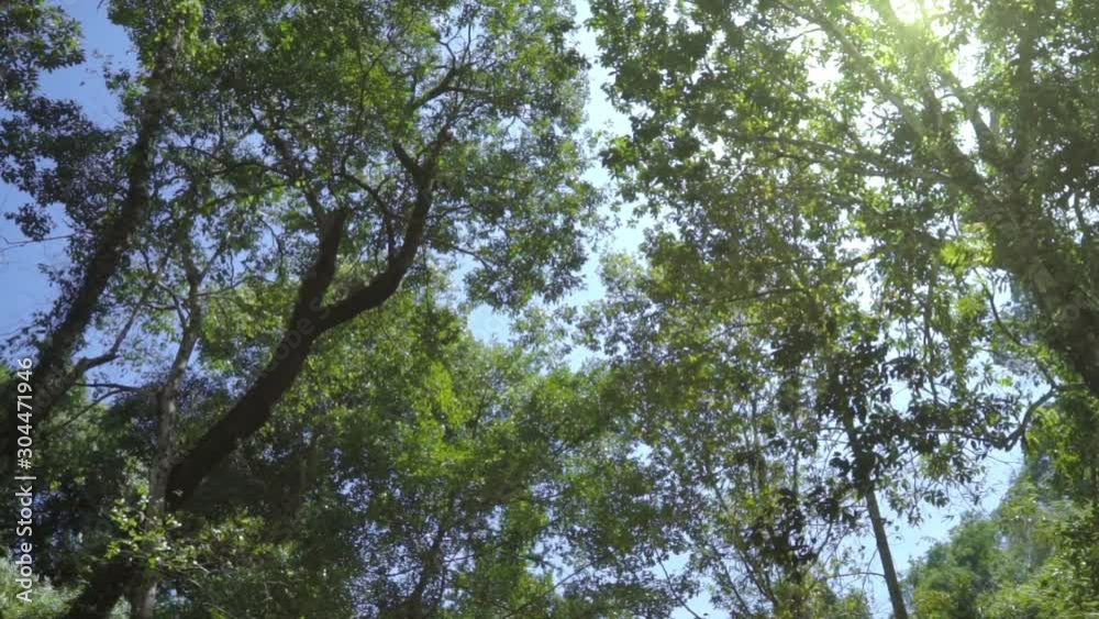 Look up tree in forest. POV tree in the wood. Look up tree in forest. POV tree in the wood.
