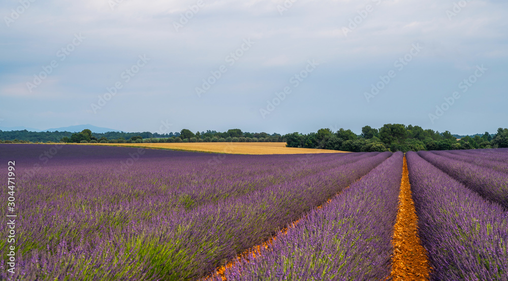 Obraz premium Majestic colorful fields near Valensole touristic village, Provence region, France, Europe. Tourism or vacation travel concept. Spring lavender background. Flower background.