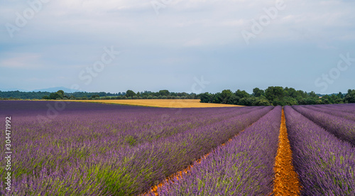 Majestic colorful fields near Valensole touristic village, Provence region, France, Europe. Tourism or vacation travel concept. Spring lavender background. Flower background.