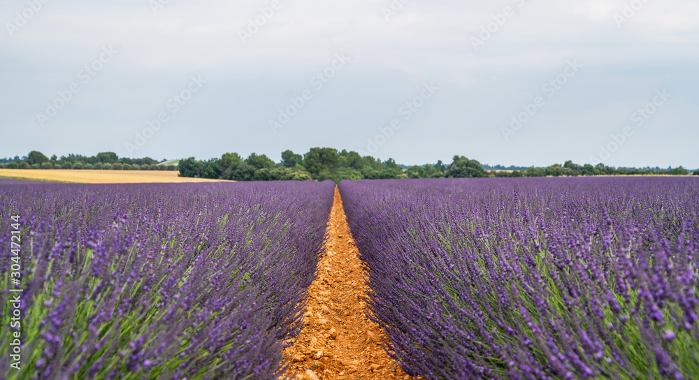 Fototapeta premium Majestic colorful fields near Valensole touristic village, Provence region, France, Europe. Tourism or vacation travel concept. Spring lavender background. Flower background.