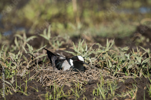 Vanneau armé, nid,.Vanellus armatus, Blacksmith Lapwing photo