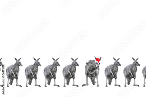 Male kangaroos in Christmas hats isolated on white background. Copy space.