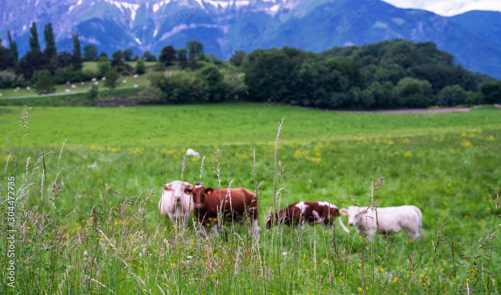 Cows on a grassy field on a bright and sunny day. Summer green field. Cows on the field with blue and green background.