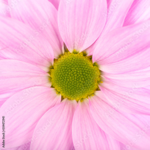 Pink daisy  chamomile or chrysanthemum macro photo close up.