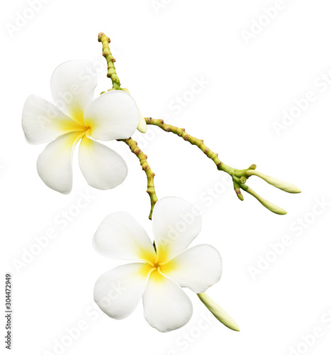 Closeup of frangipani (plum...