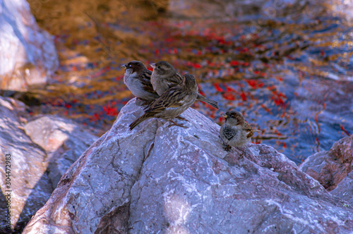  Sparrows on granite boulders. River bank. 4