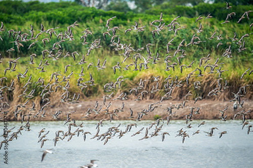 Black-tailed Godwit in Mai Po Marshes, Hong Kong (Formal Name: Limosa limosa)
