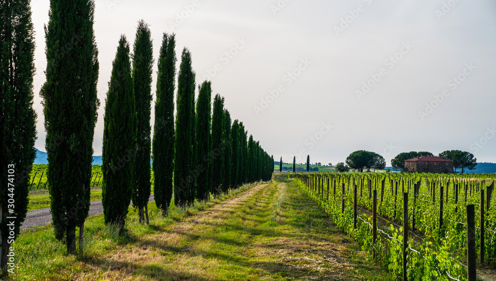 Landscape with a cypresses and rural path in Tuscany, Italy. Vintage tone filter effect with noise and grain.