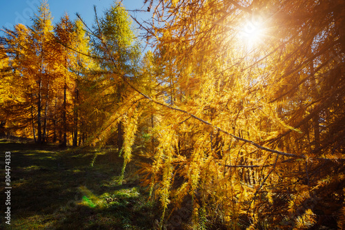 Golden forest in the glow of the sun. Splendid autumn landscape in Val Gardena.