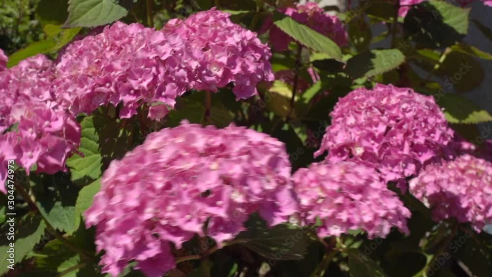 Closeup slow motion shot of a beautiful hydrangea flower bush, blowing in the summer breeze. Closeup slow motion shot of a beautiful hydrangea flower bush, blowing in the summer breeze.