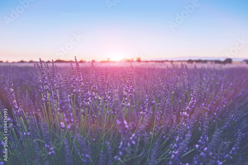 Sun is setting over a beautiful purple lavender filed in Valensole. Provence, France. Selective focus on lavender flower in flower field. Lavender flowers lit by sunlight.