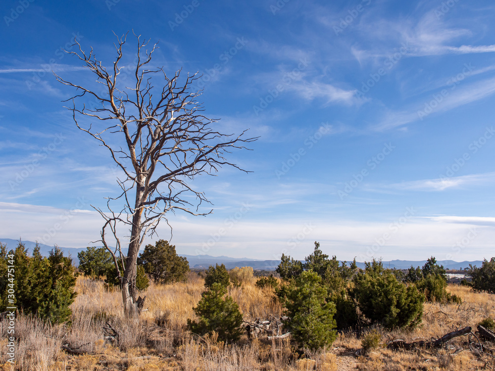 Obraz premium lone tree 2