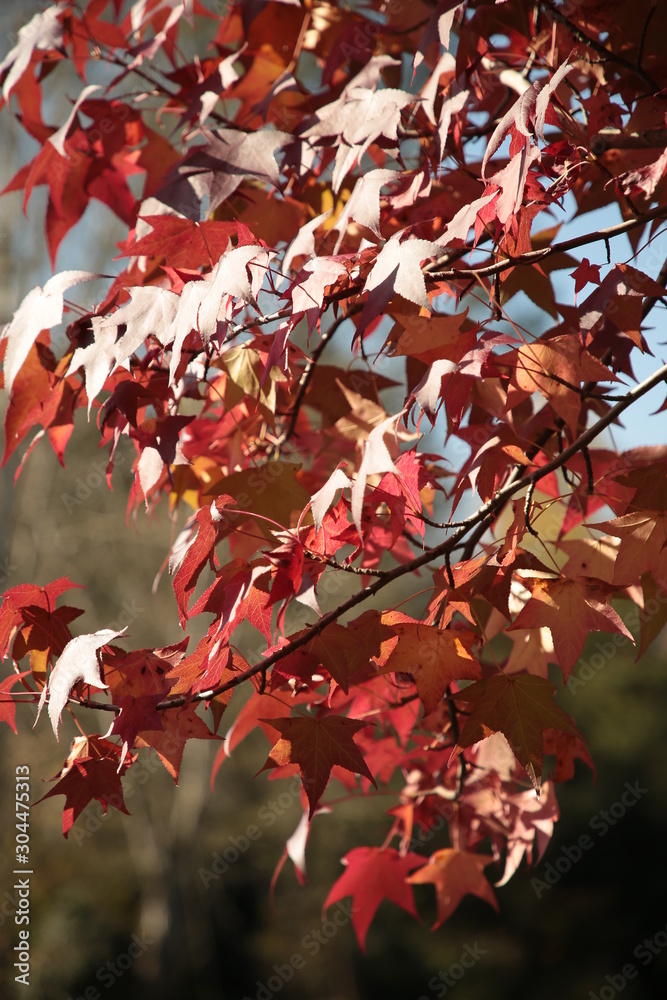 Beautiful autumn landscape with yellow trees and sun. Colorful foliage in the park. Falling leaves natural background .Autumn season concept Beautiful autumn landscape with yellow trees and sun. Colorful foliage in the park. Falling leaves natural background .Autumn season concept