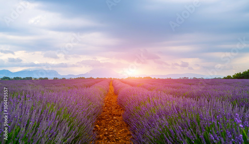 Panorama field lavender morning summer blur background. Spring lavender background. Flower background. Shallow depth of field.
