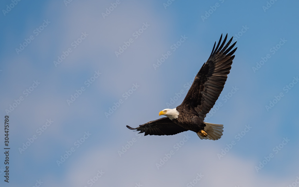 Obraz premium bald eagle in flight