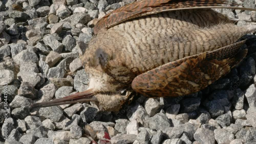 killed snipe bird lies on the stony ground killed snipe bird lies on the stony ground