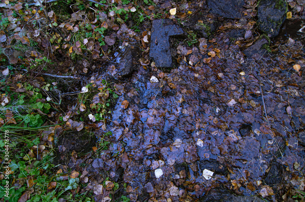 Fototapeta premium Autumn. Taiga. Stream.