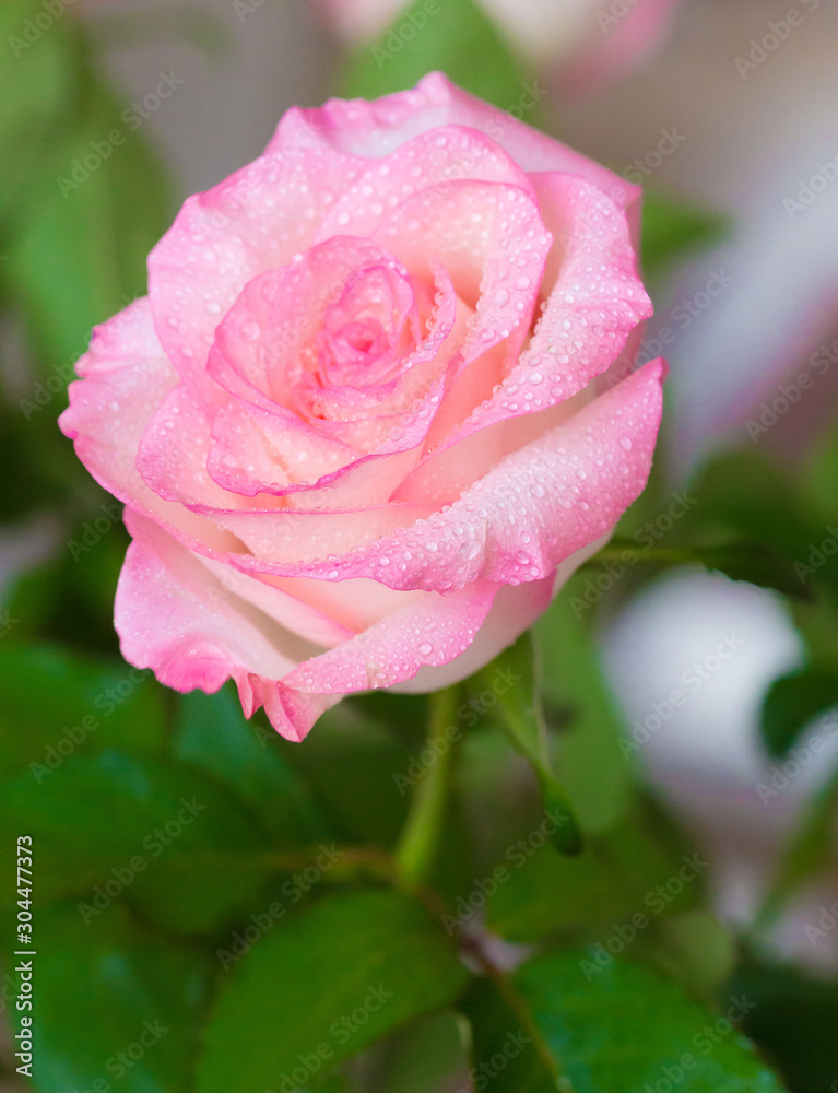 Flowers, pink rose with drops macro