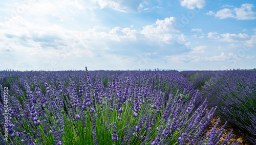 Lavender field in Provence. Sprigs of lavender bloom beautifully in the sun.