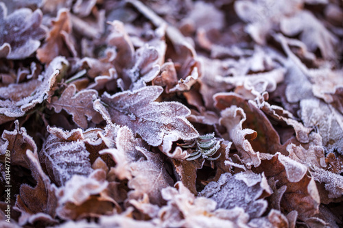 soft focus of dry leave and ice crystals in autumn forest.