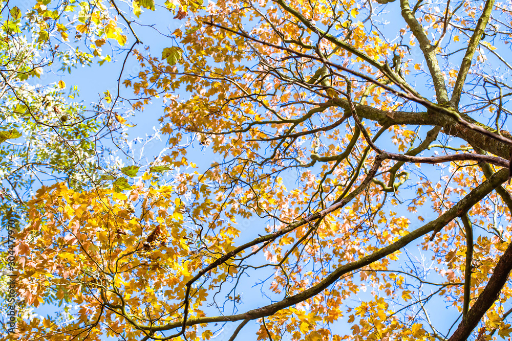 leaf in autumn season background.