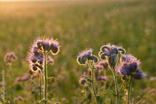 Close up selective focused blooming purple scorpionweed  against sunlight  shortly before sunset. Nectar source field ( land covering and green manure flowering plants and colourful bokeh background.