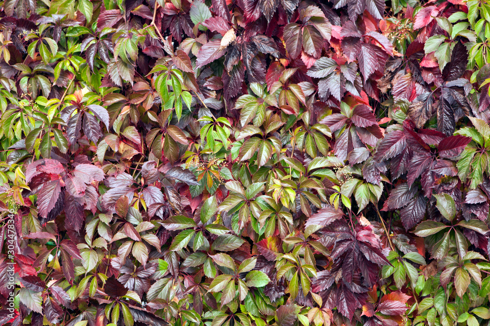 Grape leaves red, bord and green, not coerced background Grape leaves red, bord and green, not coerced background