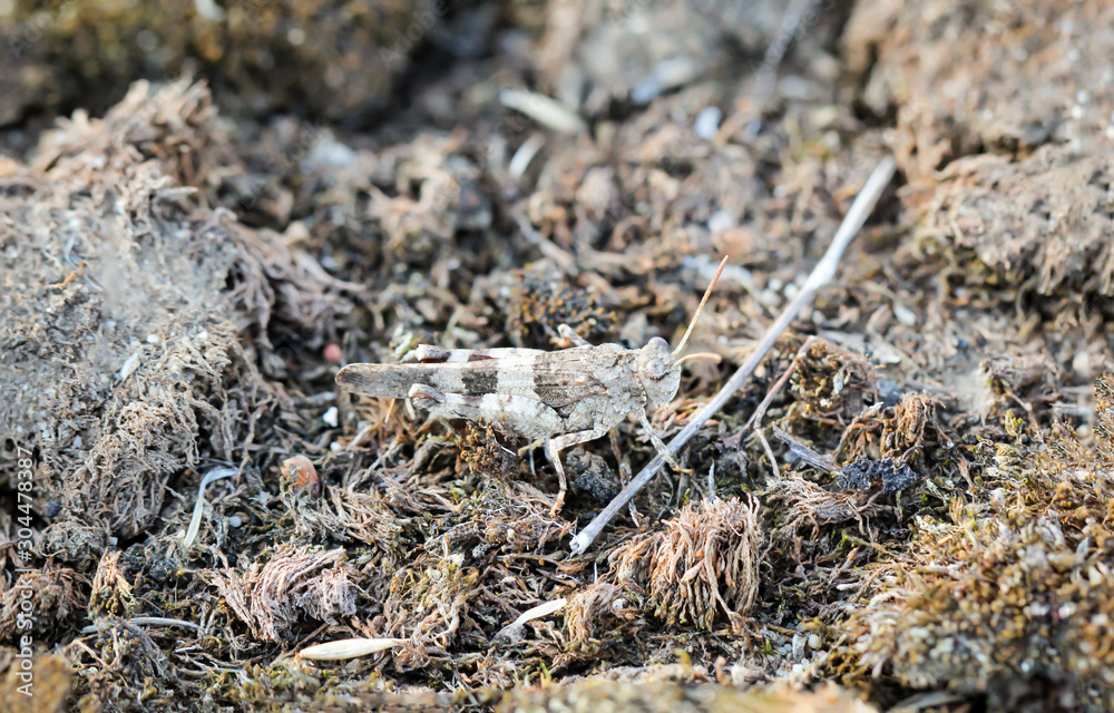 Makro eines Grashüpfers, Grille, Grillen sind Insekten und Nahrung für andere Tiere Makro eines Grashüpfers, Grille, Grillen sind Insekten und Nahrung für andere Tiere