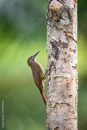 Dendrocincla fuliginosa, Plain-brown woodcreeper The bird is perched on the tree trunk in nice natural wildlife environment of Ecuador.. photo