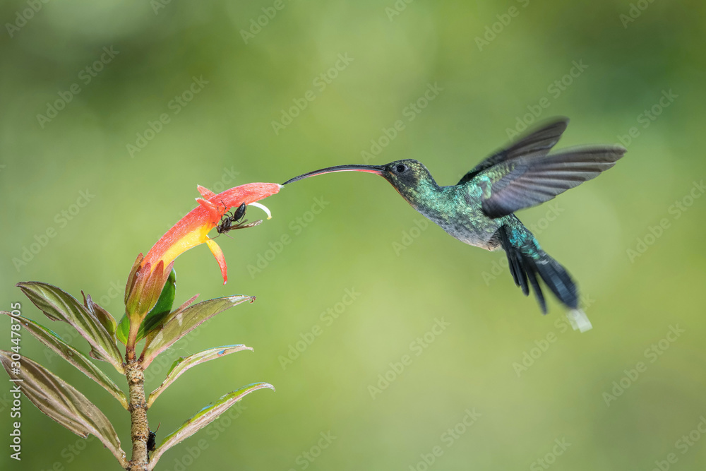 Fototapeta premium Phaethornis guy, Green hermit The Hummingbird is hovering and drinking the nectar from the beautiful flower in the rain forest. Nice colorful background...