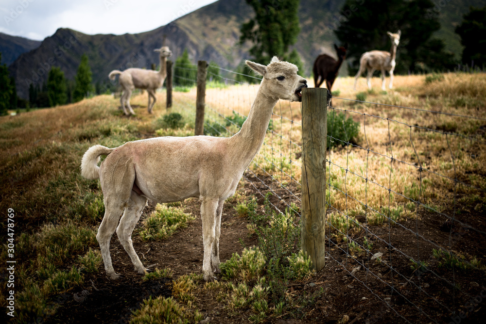 Portrait of a sheared lama