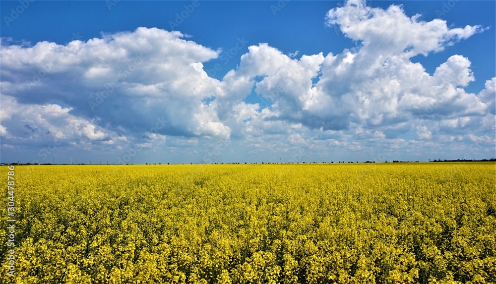 Obraz premium yellow field of oilseed rape
