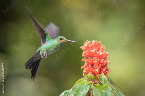 Heliodoxa jacula, Green-crowned brilliant The Hummingbird is hovering and drinking the nectar from the beautiful flower in the rain forest. Nice colorful background...