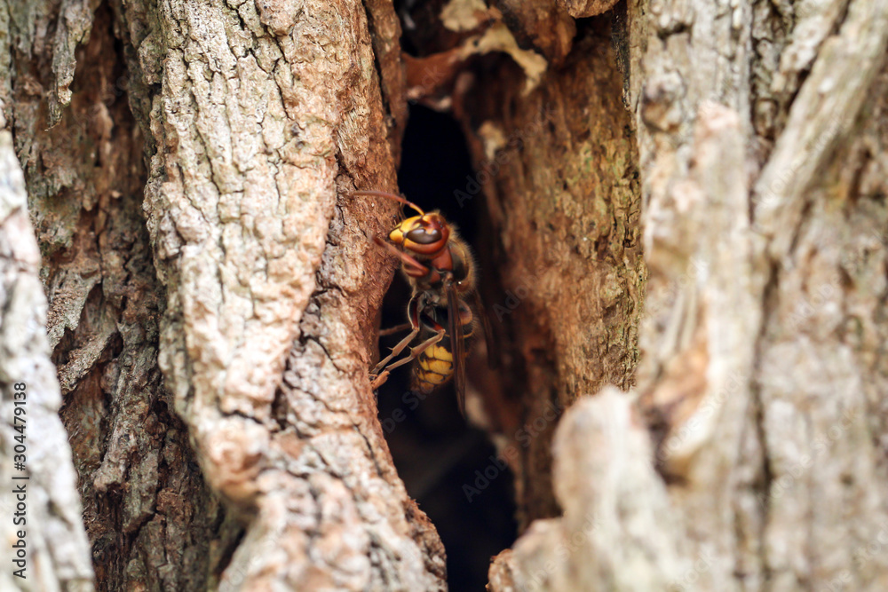 Obraz premium Hornissen kommen aus ihrem Bau in einem hohlen Baumstamm