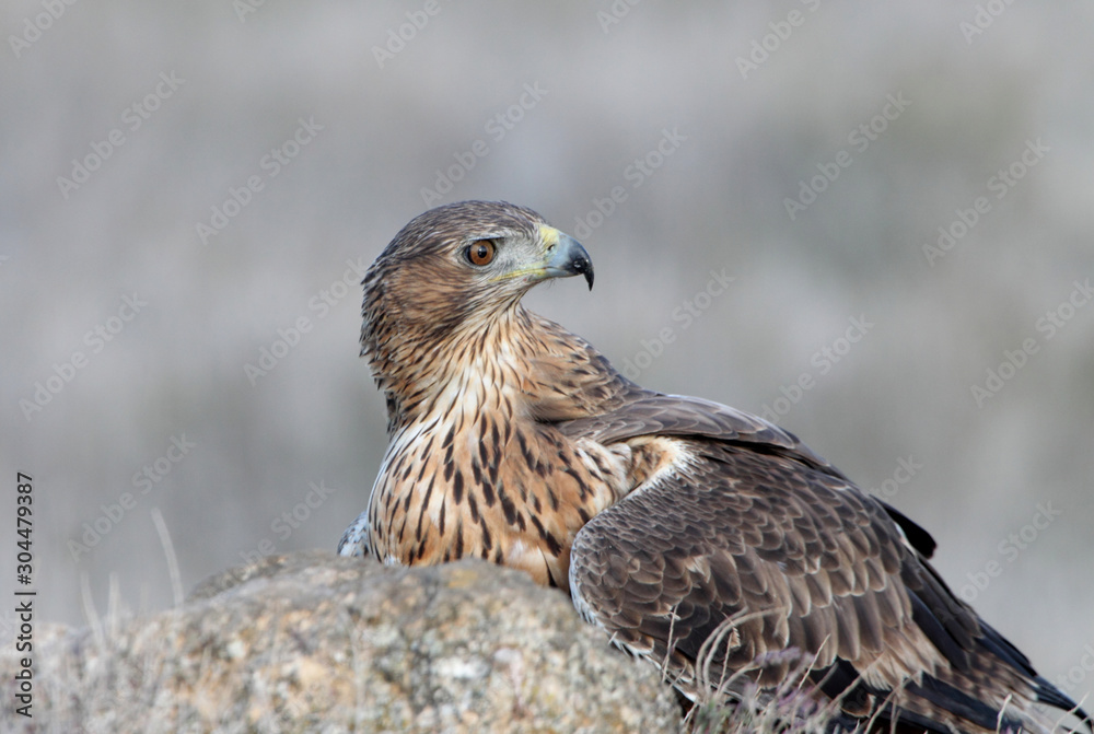 Two years old female of Bonelli´s Eagle early in the morning Two years old female of Bonelli´s Eagle early in the morning