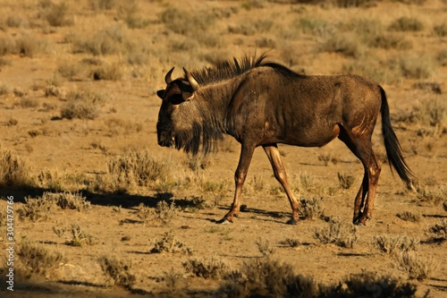 A blue wildebeest (Connochaetes taurinus) calmly walking in dry grassland.