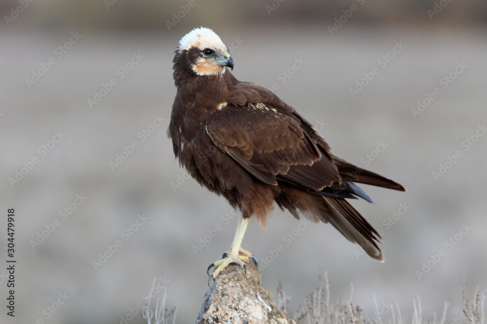 Fototapeta premium Adult female of Western marsh harrier early in the morning, Circus aeroginosus, wetland, birds, ralptors, eagles