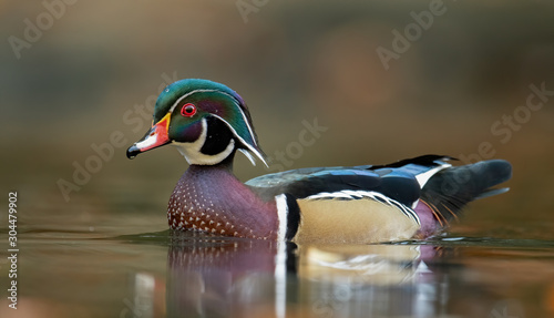 Canvas Print Wood Duck Drake