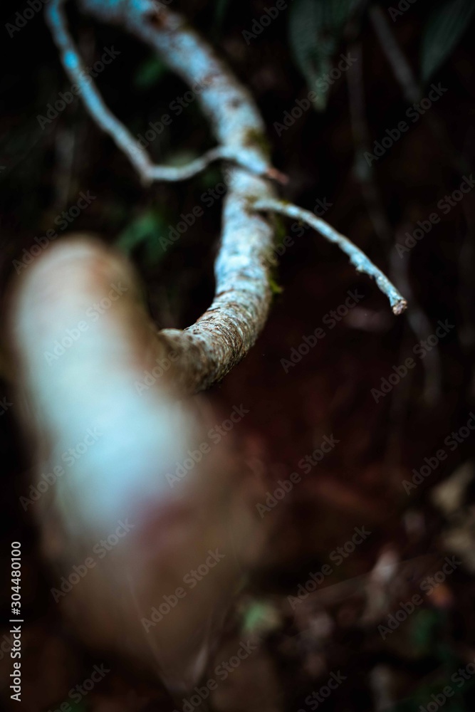 Nature Nature