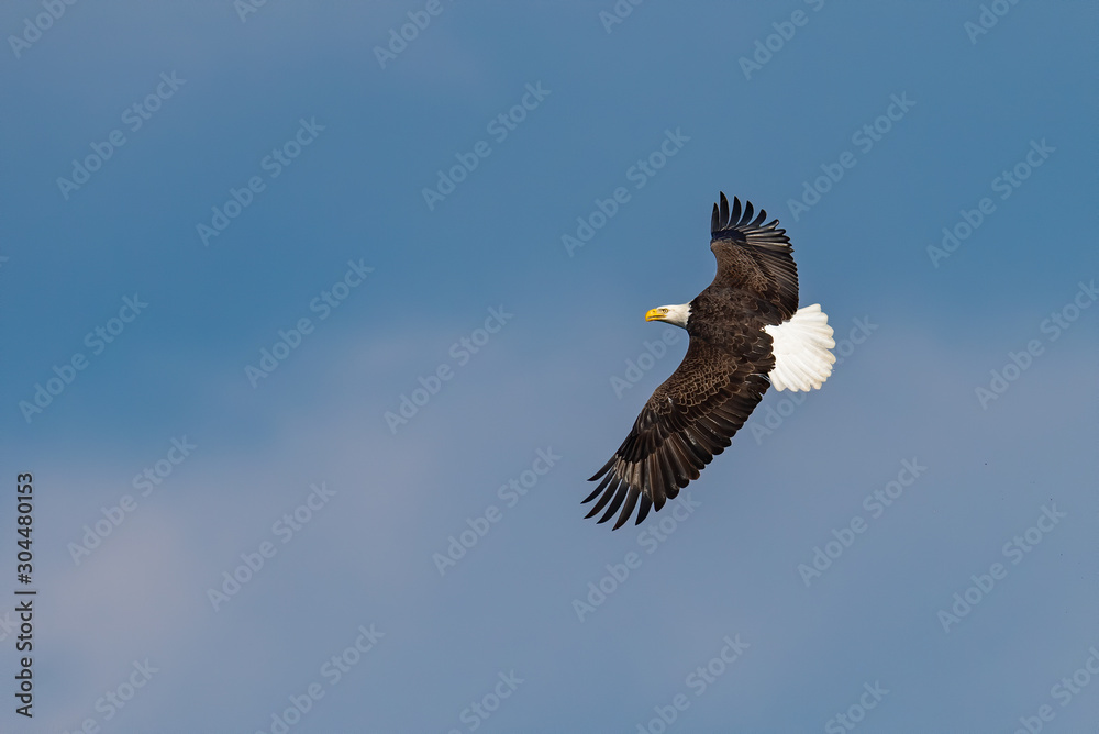 Obraz premium bald eagle in flight