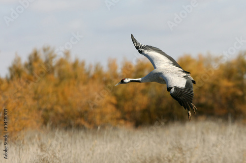 Common crane in a wetland of central Spain in the morning © Jesus