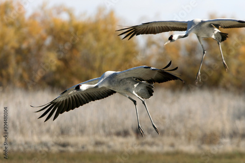 Common crane in a wetland in the morning, Grus grus, birds, cranes © Jesus