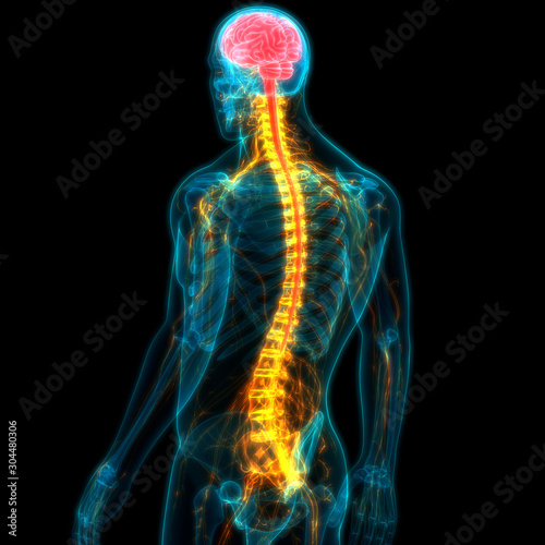 Central Organ of Human Nervous System Brain Anatomy photo